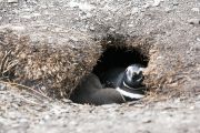 Foto: Uguns Zeme. Vārti uz ledus kontinentu